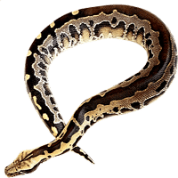 danger snake