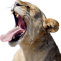 lion image