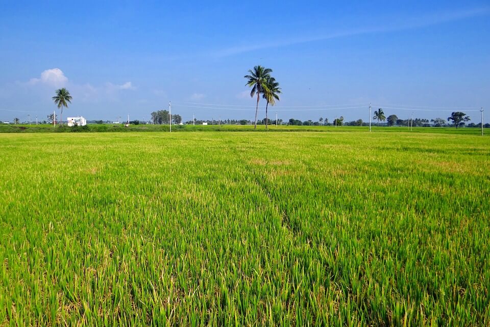 paddy-cultivation on landshape