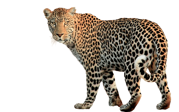 Cheetah Image maker