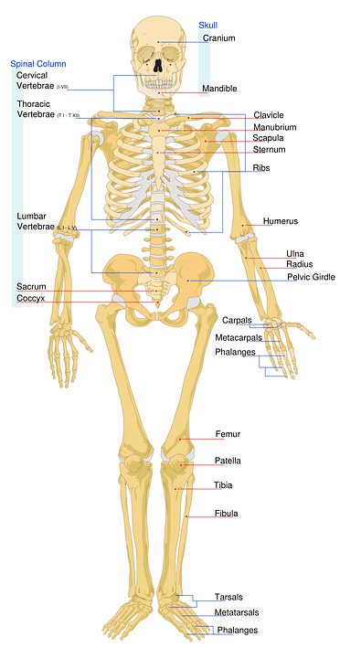 skeletal of man